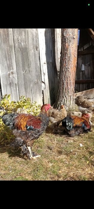 Kogut kura Brahma, silki para