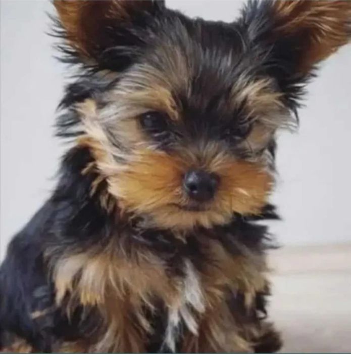 Śliczne yorki terrier miniaturki