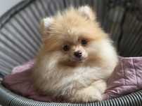 Choco fawn piesek pomeranian