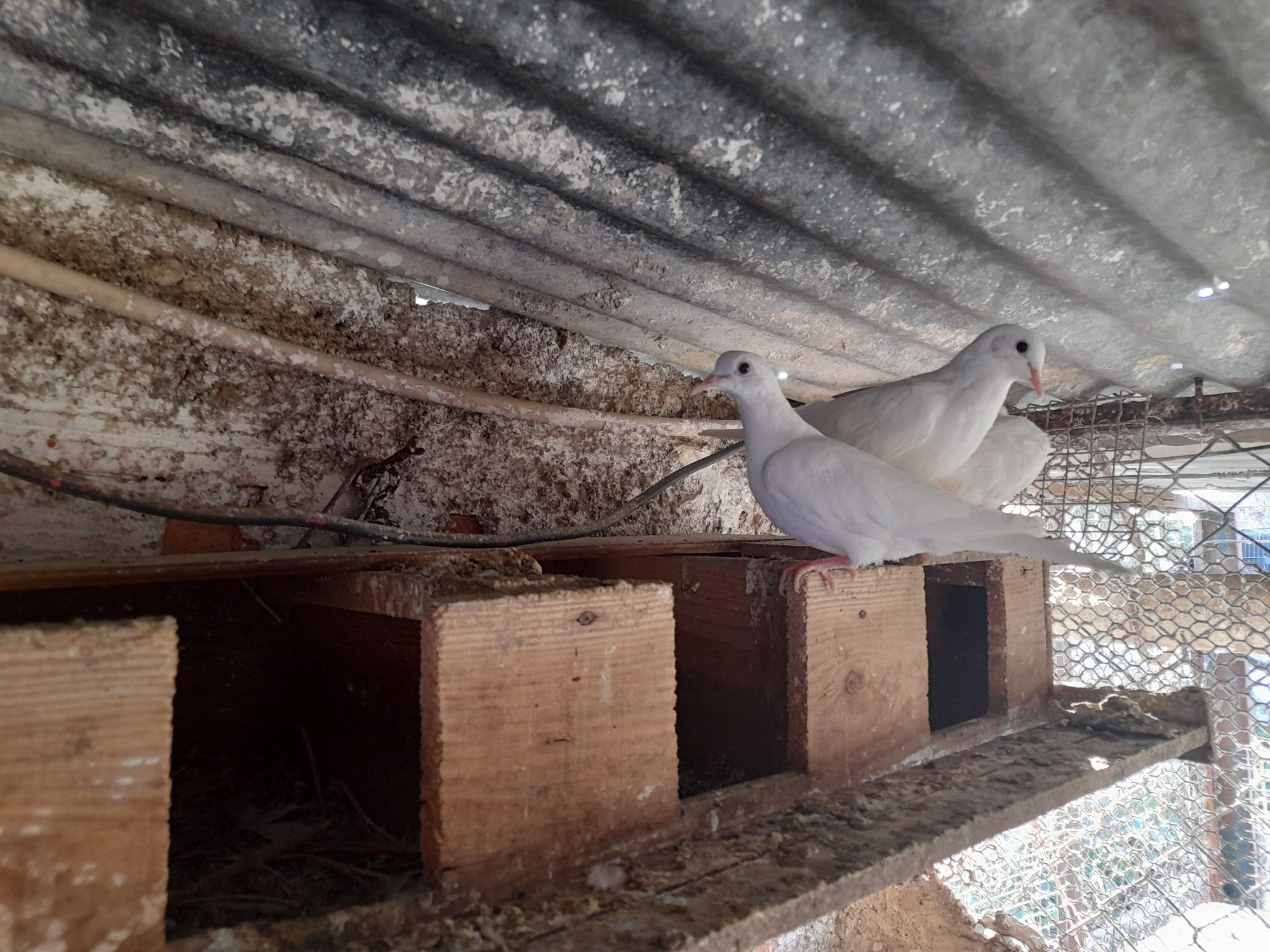 Vendo rolas de cor branco e castanho