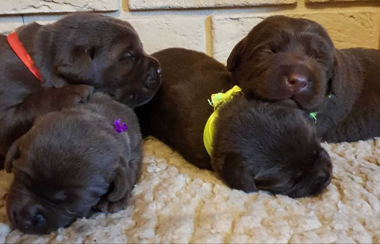 Labrador Retriever szczenie z rodowodem ZKwP, FCI Badania Genetyczne