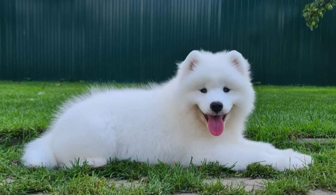 Samoyed samojed już do odbioru