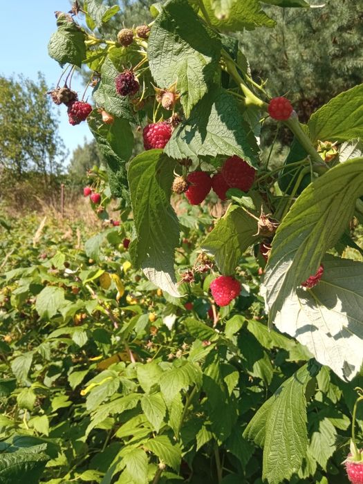 Sadzonka maliny duże owoce