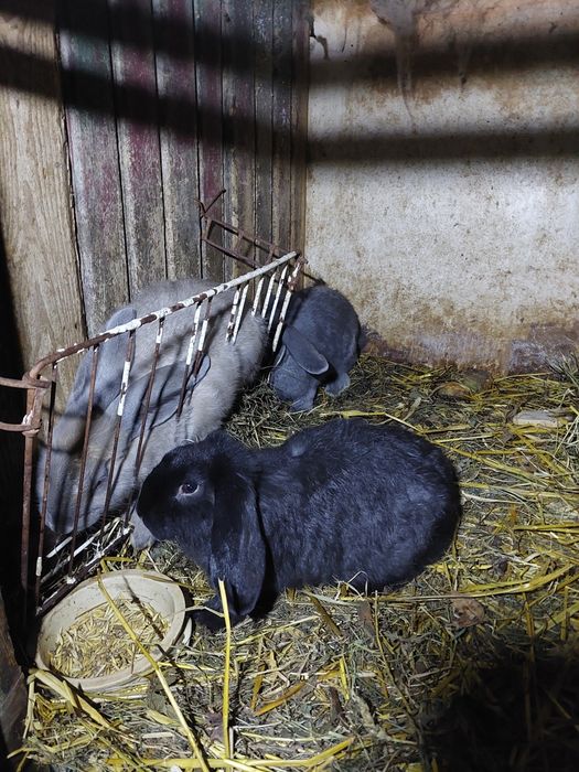 Kroliki dorosłe samice