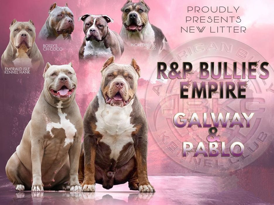 Samiec AB XL w kolorze lilac tri