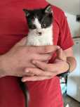 KRYSTYNKA do adopcji mały kociak kociątko mały kotek mały kot kocię