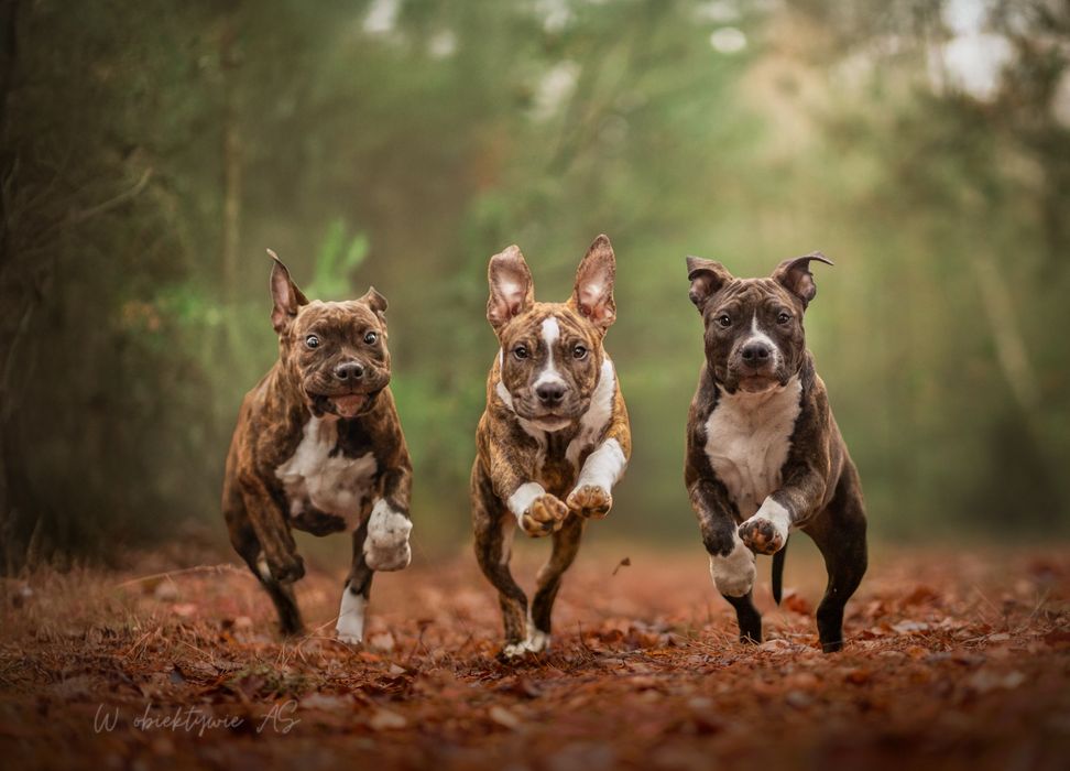 American staffordshire terrier Amstaff FCI ZKwP