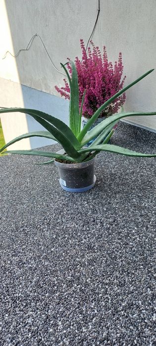 Kwiat doniczkowy Aloes duży zdrowy