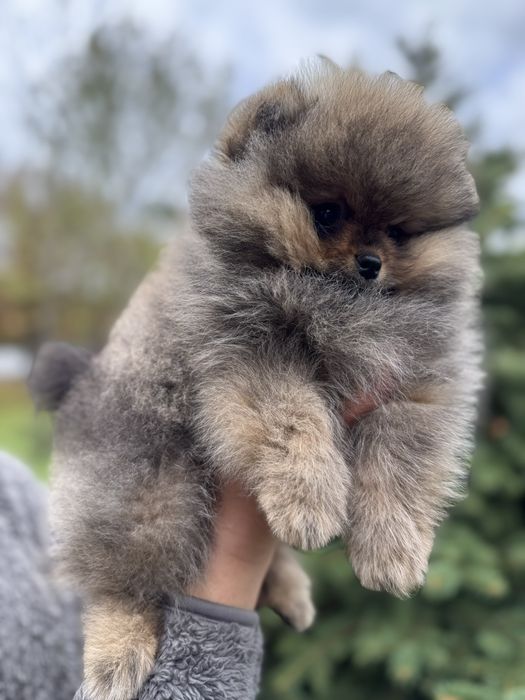 Продажа шикарных померанских шпицов