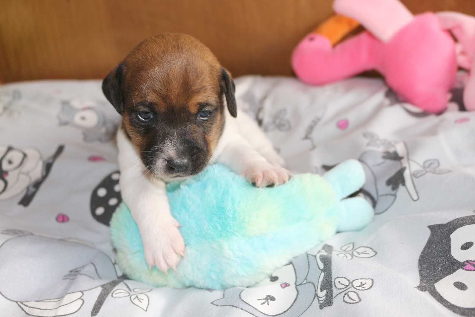 Jack Russell Terrier suczka FANTA.