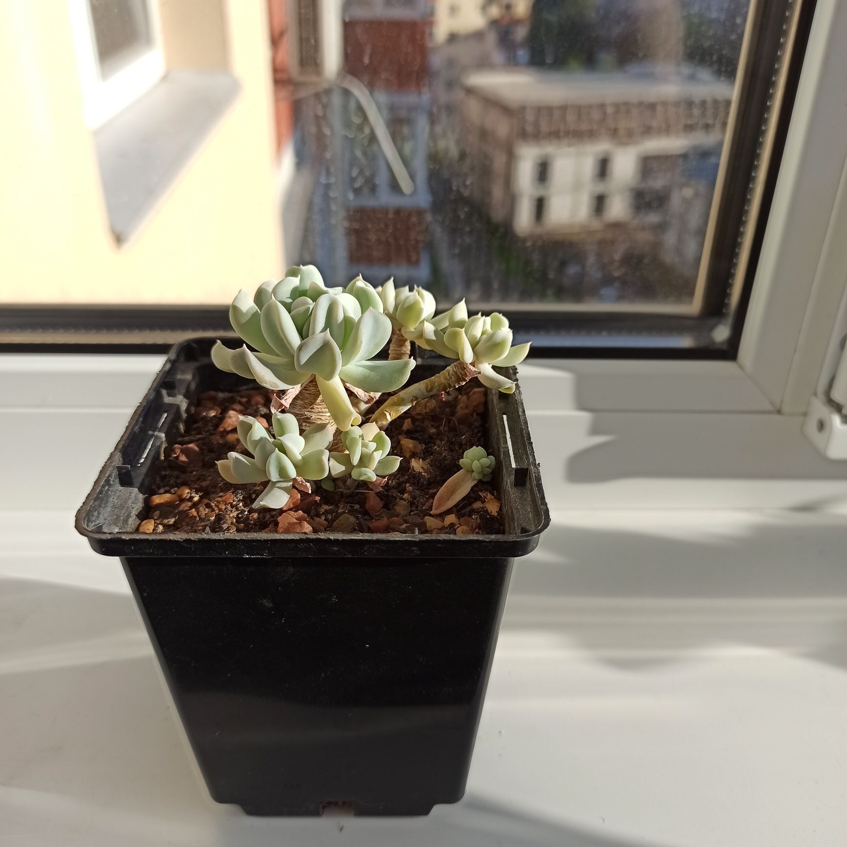 Сукулент Echeveria Topsy Turvy