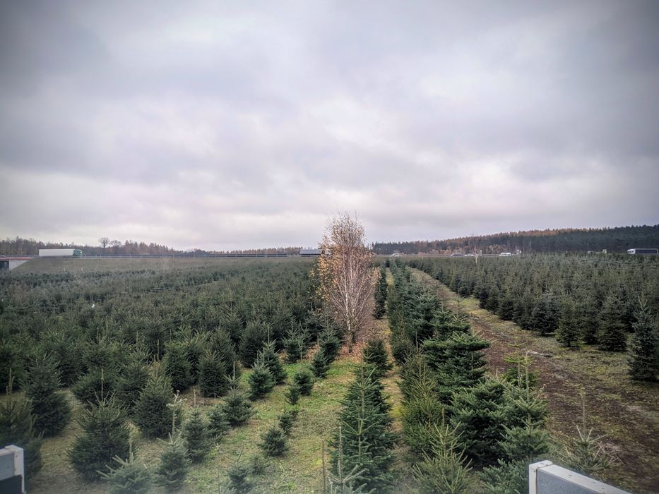 Detal Okolice Bydgoszczy Plantacja choinki Jodła kaukaska Świerk