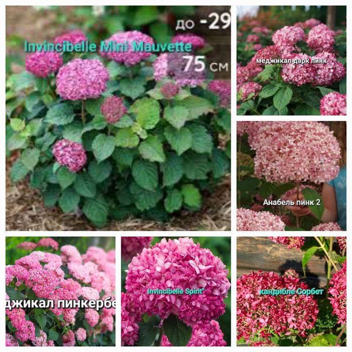 Гортензия древовидная, метельчатая, дуболистная