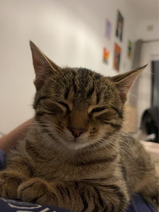 Młody kotek szuka domu