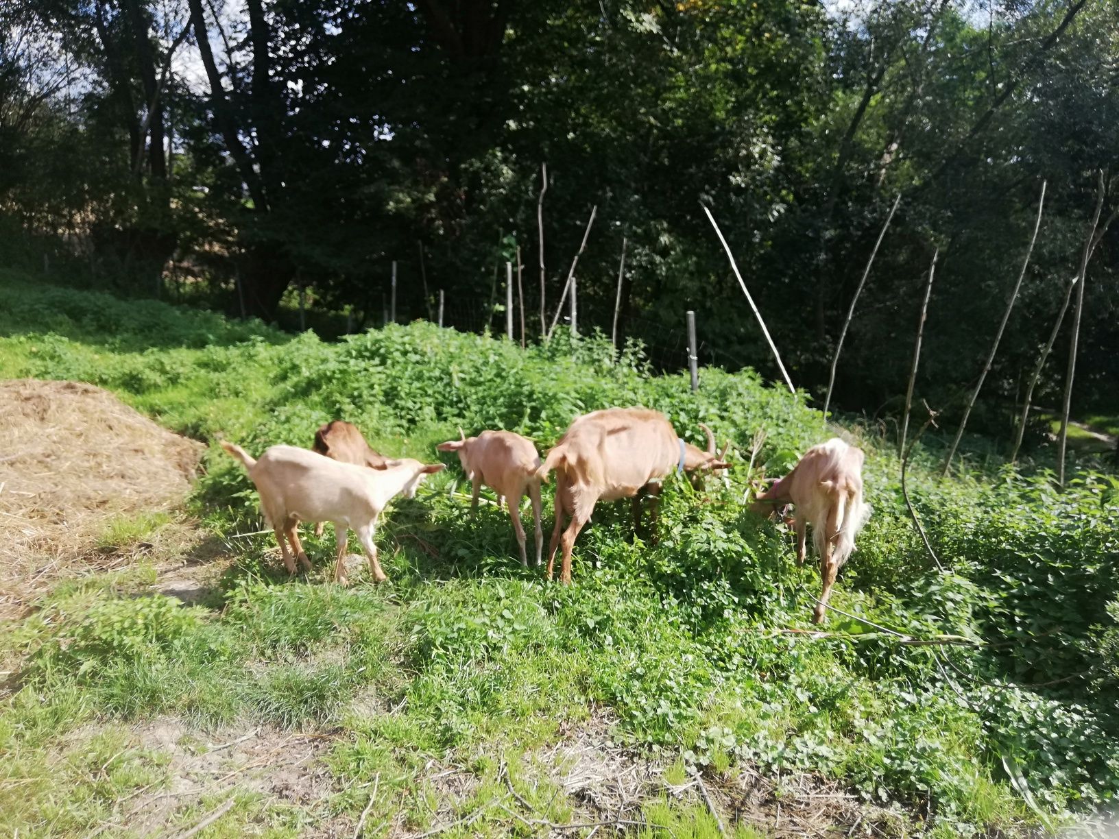 Kozy , proszę czytać opis.