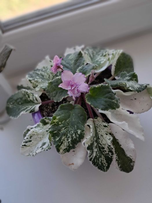 Обміняю фіалку на інші квіти