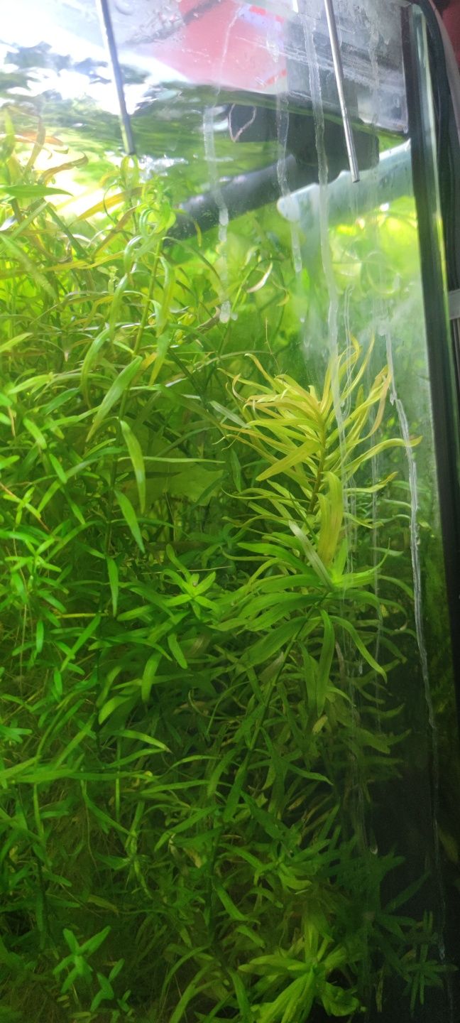 Rośliny akwariowe duży zestaw 7 gatunków mech rotala althernanthera