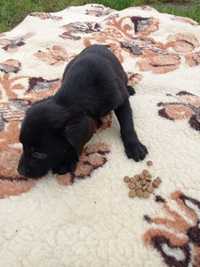 Piesek labrador retriever czarny szczeniak