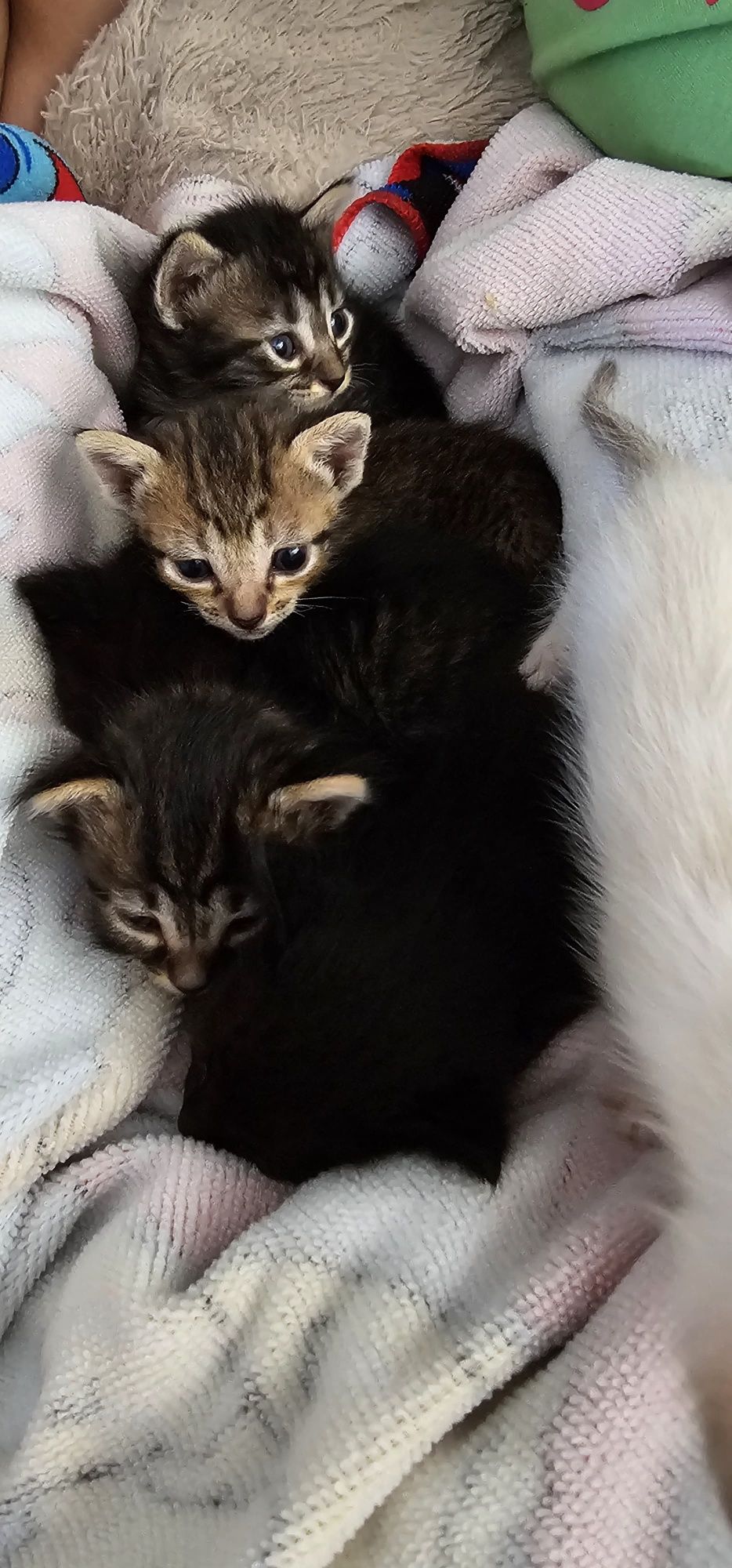 Dao se gatinhos nas primeiras semanas de Setembro,