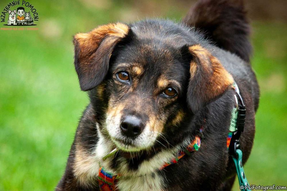 Bruno - spokojny, fajny psiak szuka domu