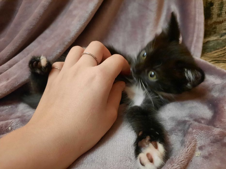 Віддам кошенят у добрі руки