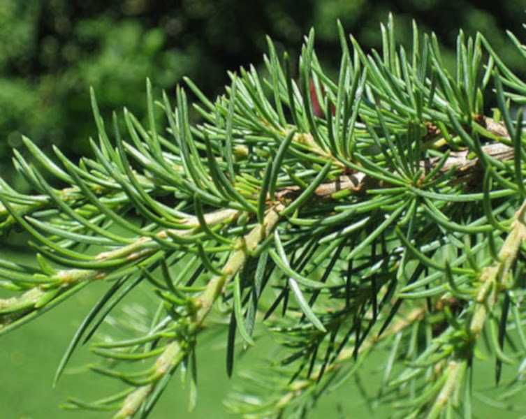 CEDR LIBAŃSKI CEDRUS - sadzonki w doniczkach