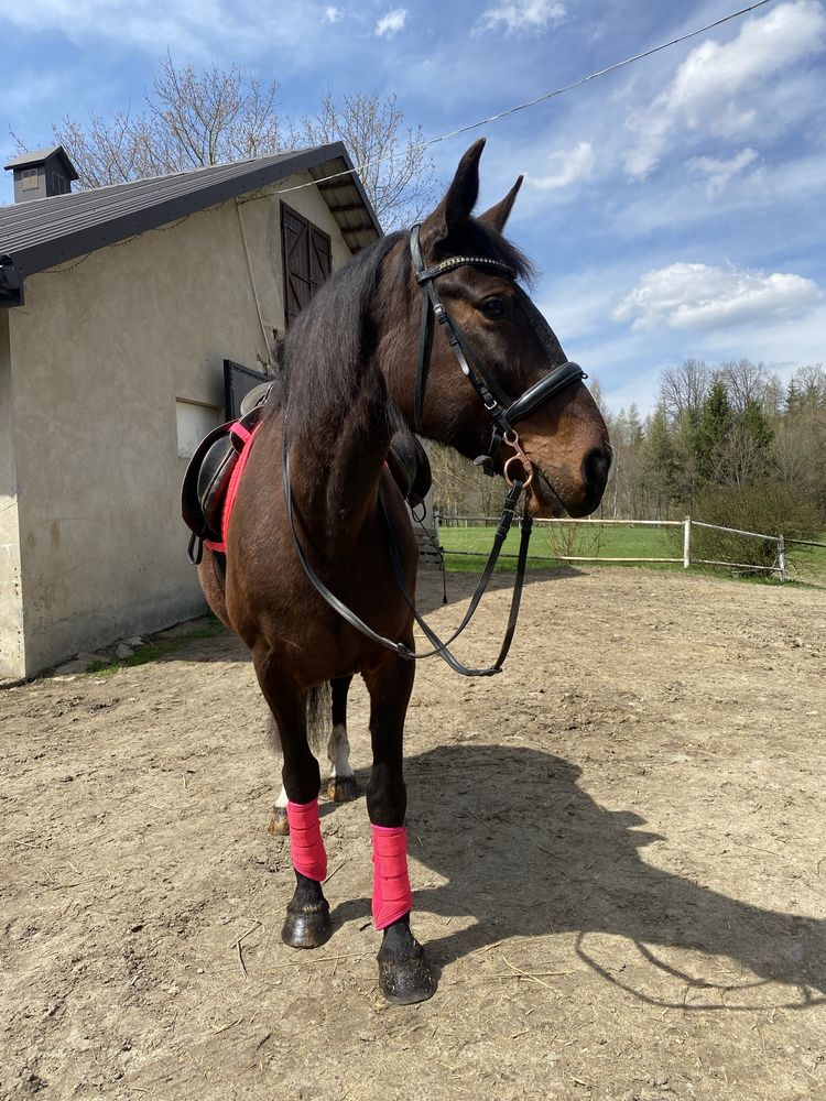 Pilnie Sprzedam Klacz 12 lat