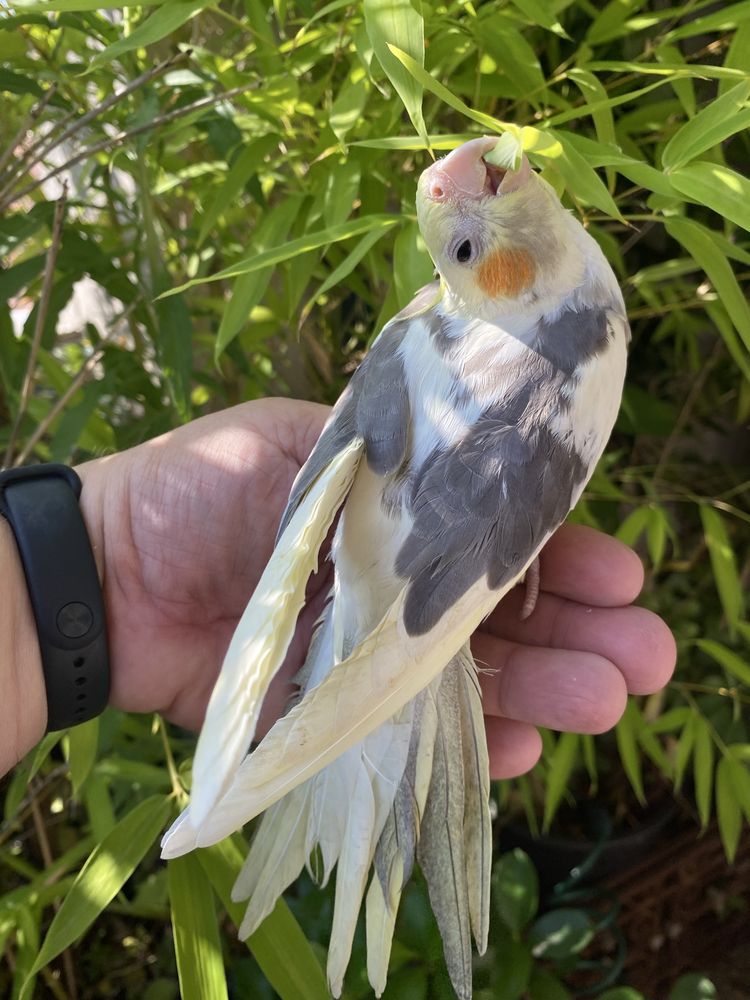 Caturra macho domesticada