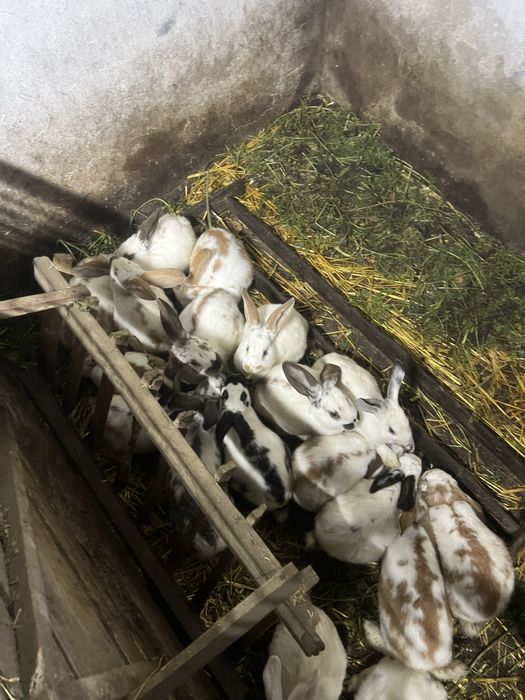 Кролики різних порід