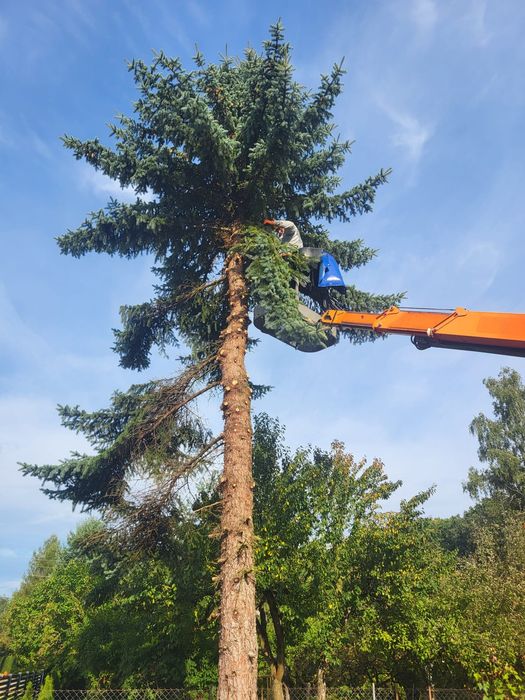 Usługi ogrodnicze – wycinka drzew, minikoparka, wertykulacja,