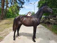 Sprzedam ogierka