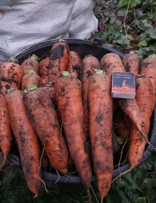 морква , цибуля часник