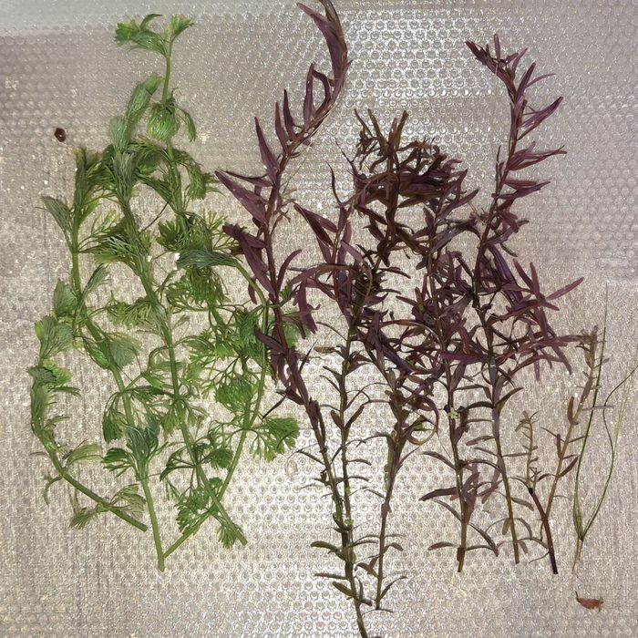 Pack 10 plantas de aquario