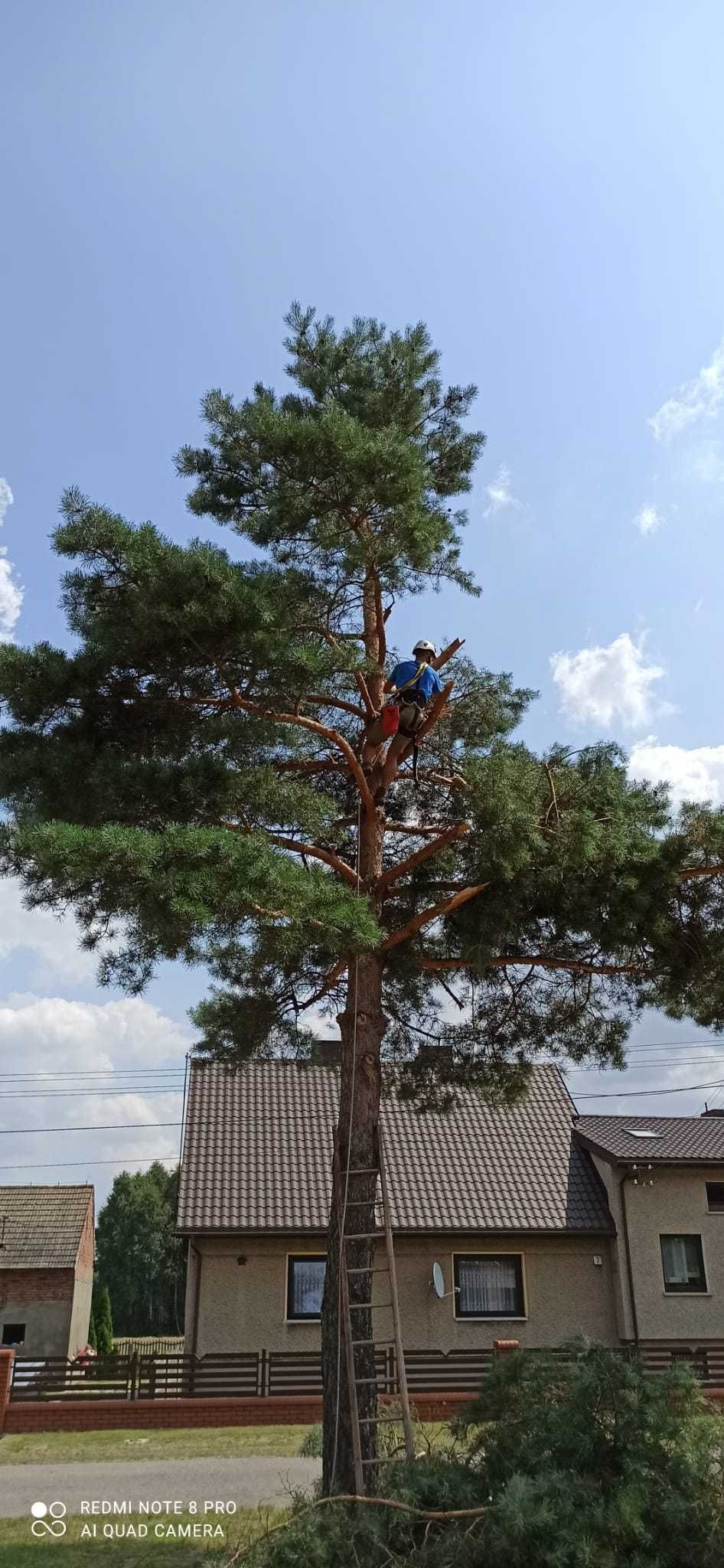 Usługi arborystyczne, wycinka drzew, pielęgnacja drzew