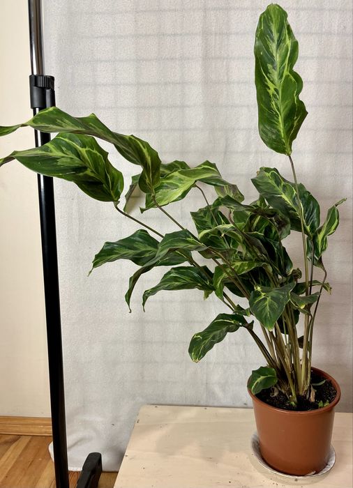 Calathea 'Confusion Electric Shock' wysokość 75 cm