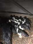 Patos mudos para criacao