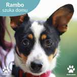 Do adopcji kochane szczeniaki Pablo i Rambo!