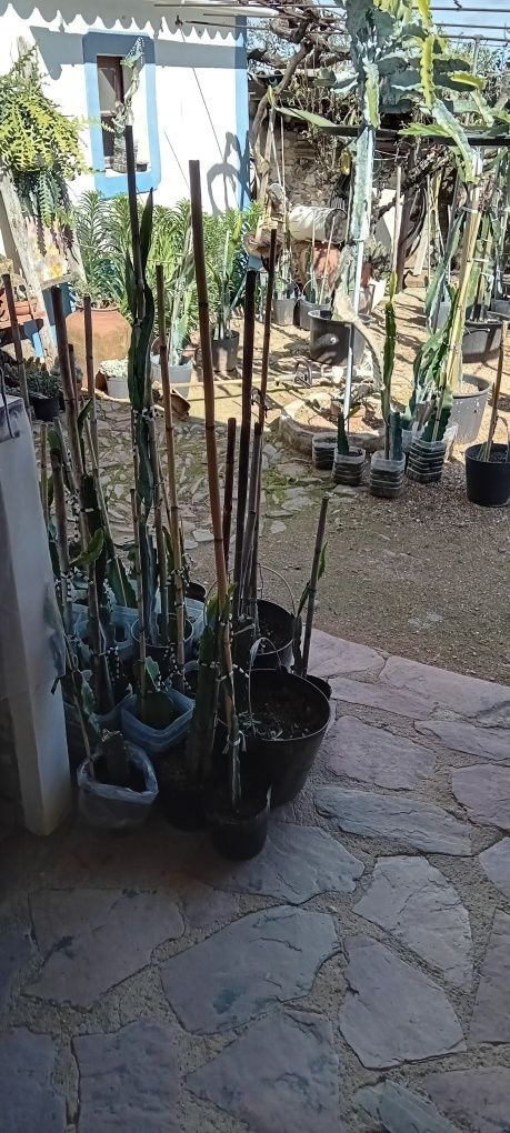 Pitayas enraizadas / não enraizadas