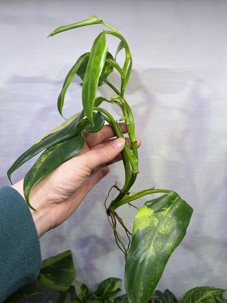 Philodendron Domesticum Variegata Siam Sunrise