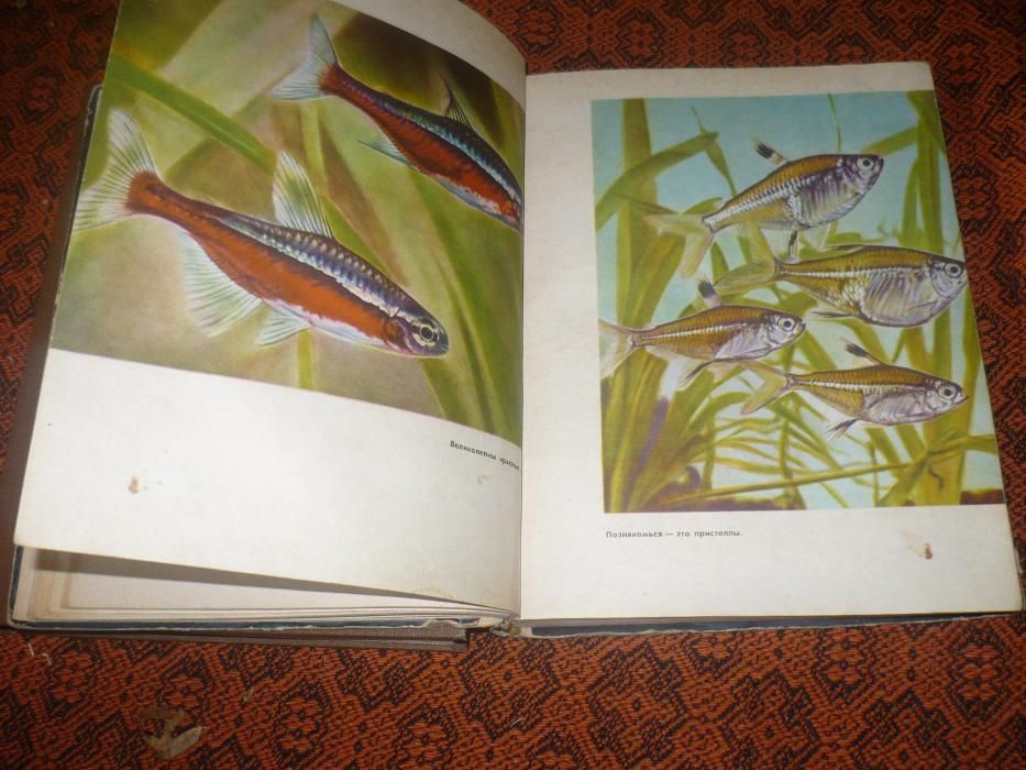 Книга Аквариумные рыбки, растения аквариум