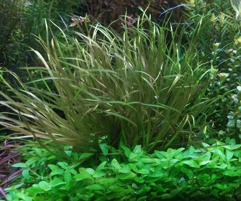 Blyxa Japonica na 2 plan. Hodowla podwodna. Gratisy