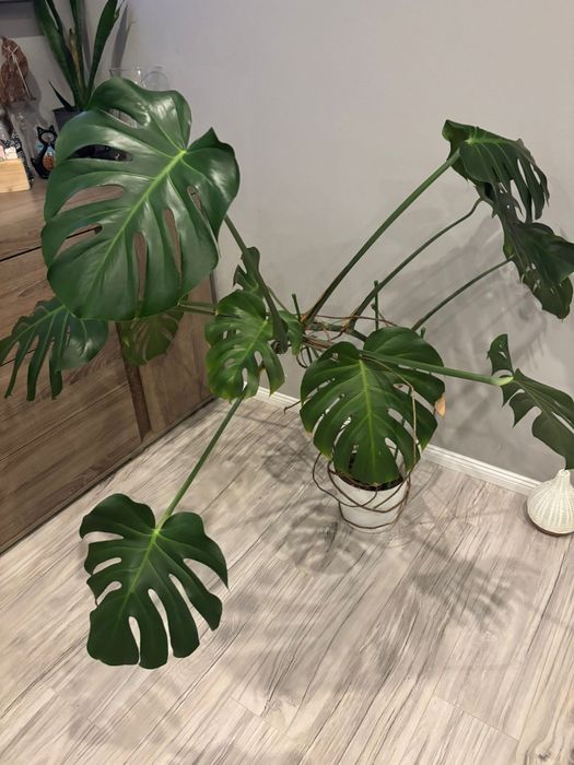 Kwiatek monstera duży