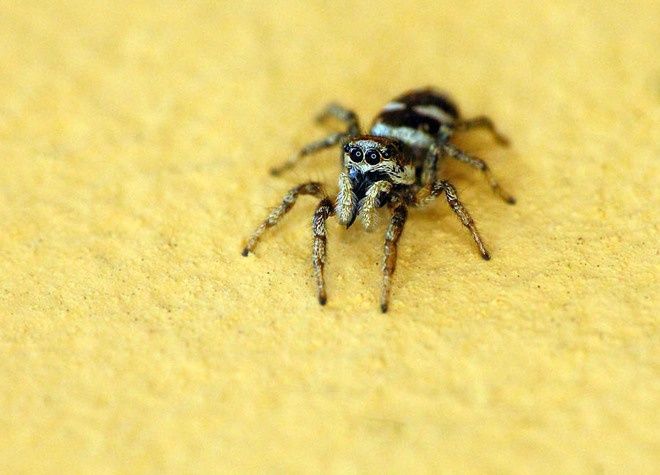 Skakun Arlekinowy - łatwy w hodowli pająk dla początkujących+ GRATIS