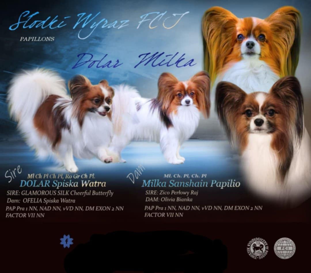 Papillon piesek ZKwP FCI