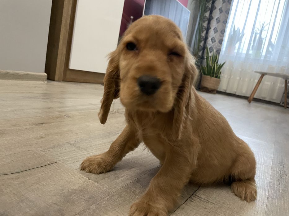 Cocker spaniele szczeniaki