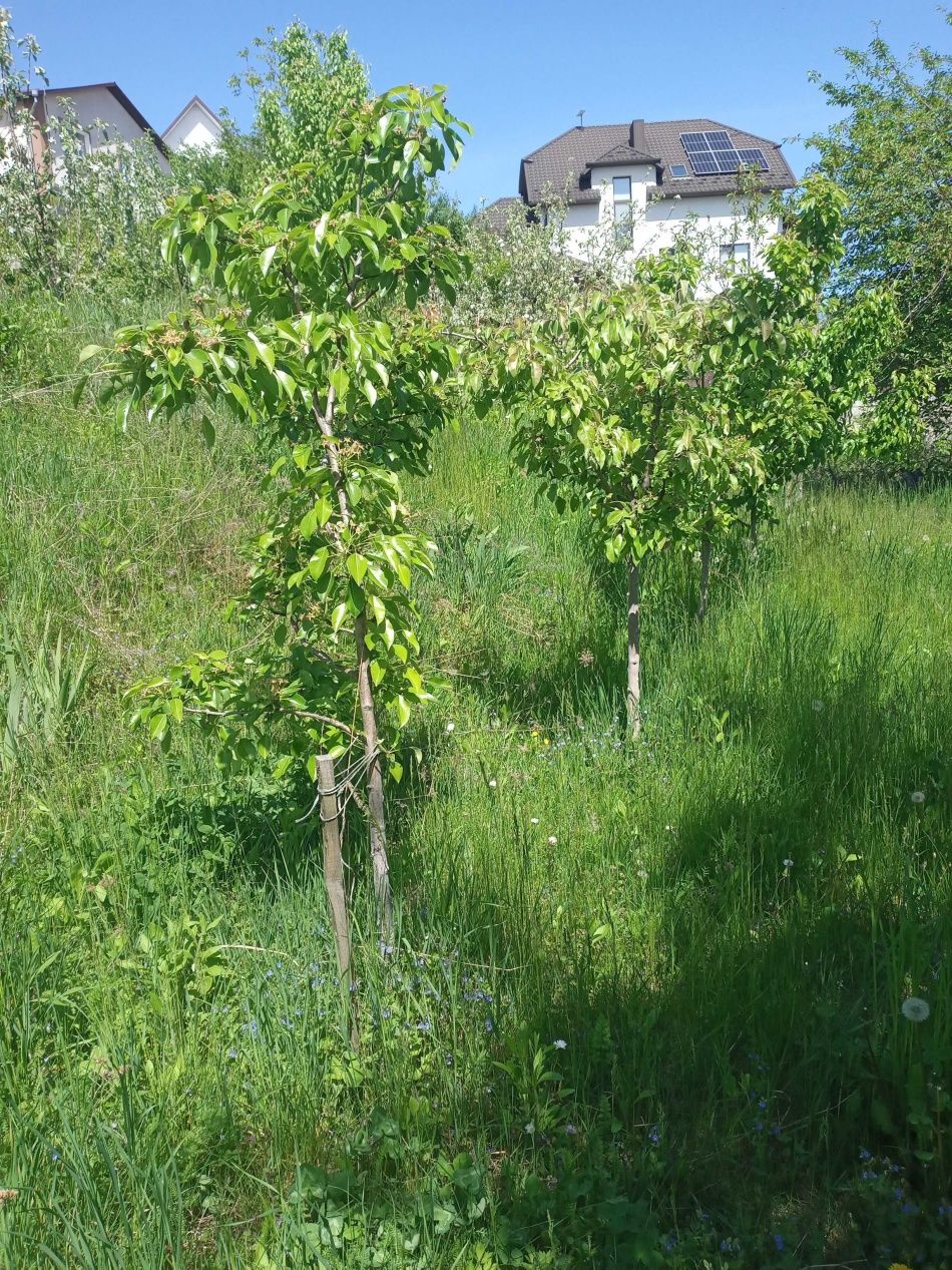 )( Продам ЗД в Червоних Горах