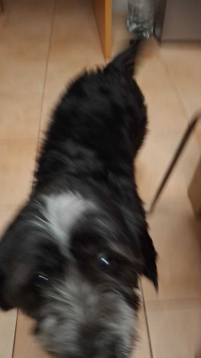 Estou doando esse cão d'água