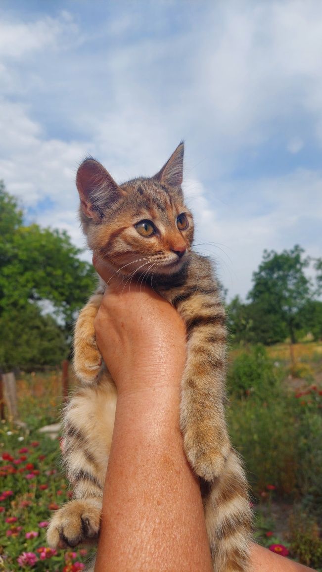Котенята безкоштовно