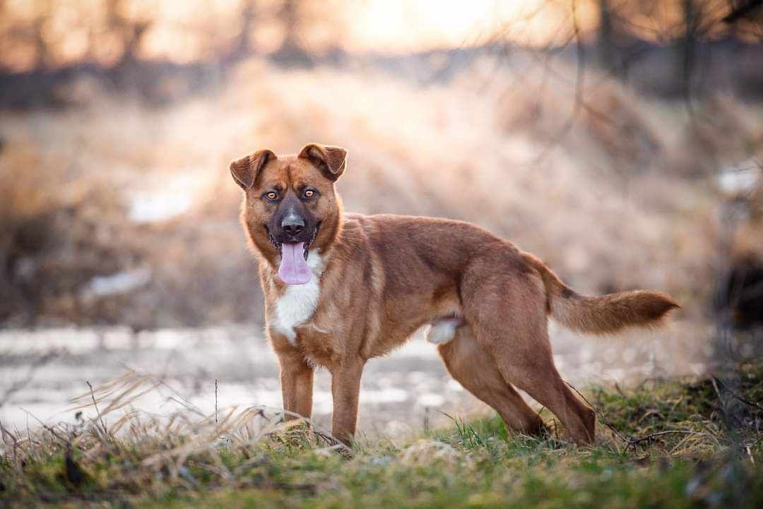 Młody Misiek poleca się do adopcji!