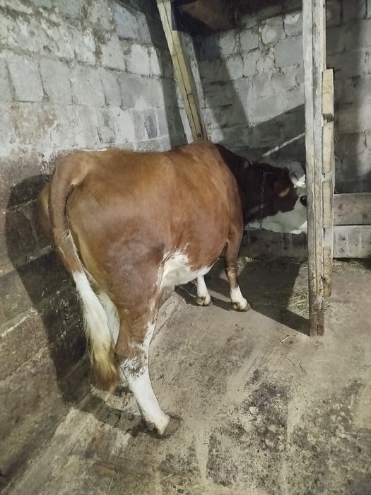 Продам корову лялька